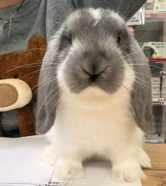 Volantino  a Bologna | Fauna Food | 2025-10-31T00:00:00.000Z - 2025-10-31T00:00:00.000Z