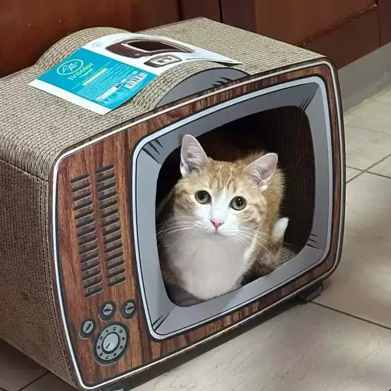 Volantino  a Latina | Fauna Food | 2025-11-03T00:00:00.000Z - 2025-11-03T00:00:00.000Z