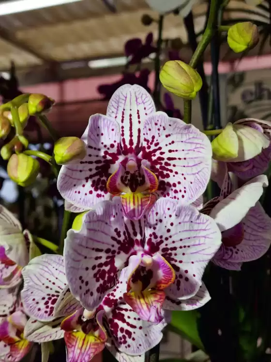 Volantino Peraga Garden Center | Peraga | 2026-02-20T00:00:00.000Z - 2026-02-20T00:00:00.000Z