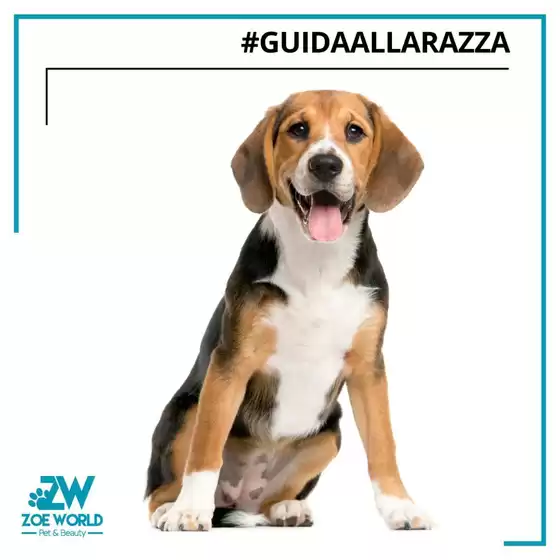 Volantino Zoe World a Pomezia | Zoe World | 2026-03-12T00:00:00.000Z - 2026-03-12T00:00:00.000Z