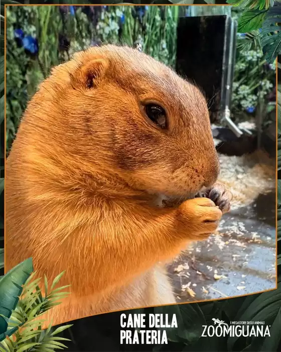 Volantino Zoomiguana a Serravalle Scrivia | Grandi sconti su prodotti selezionati | 2026-03-14T00:00:00.000Z - 2026-03-28T00:00:00.000Z