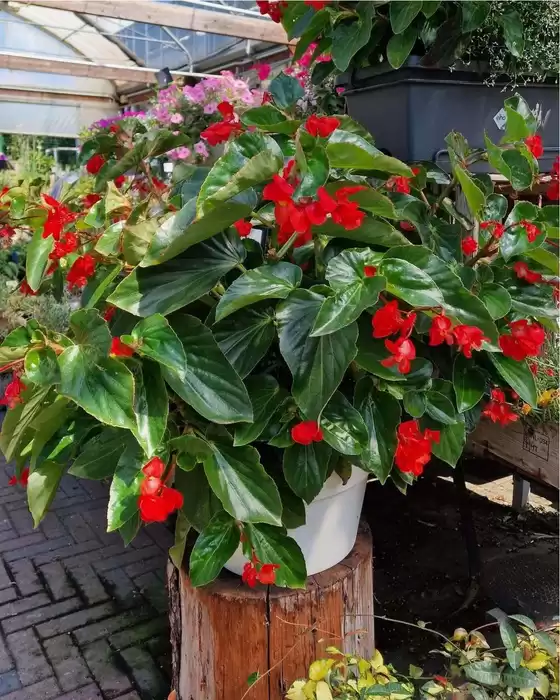 Volantino Peraga Garden Center | Offerte Peraga | 2026-08-07T00:00:00.000Z - 2026-08-21T00:00:00.000Z