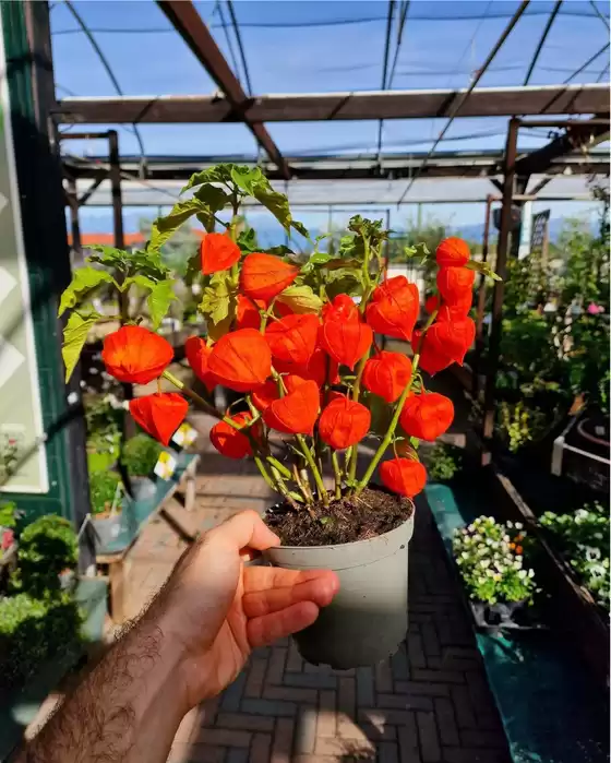 Volantino Peraga Garden Center a Mercenasco | Offerte Peraga | 2026-09-26T00:00:00.000Z - 2026-10-10T00:00:00.000Z